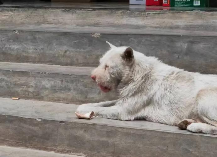 2025澳门特马开奖查询和中国下司犬外网爆火与中国下司犬介绍