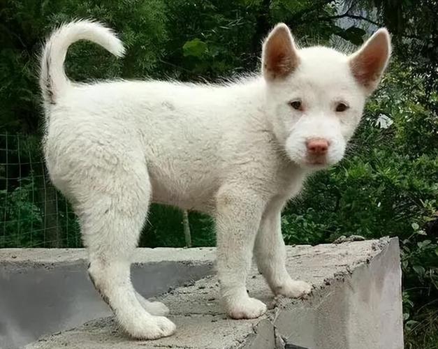 2025澳门天天彩开奖结果查询表和中国下司犬外网爆火与中国下司犬介绍
